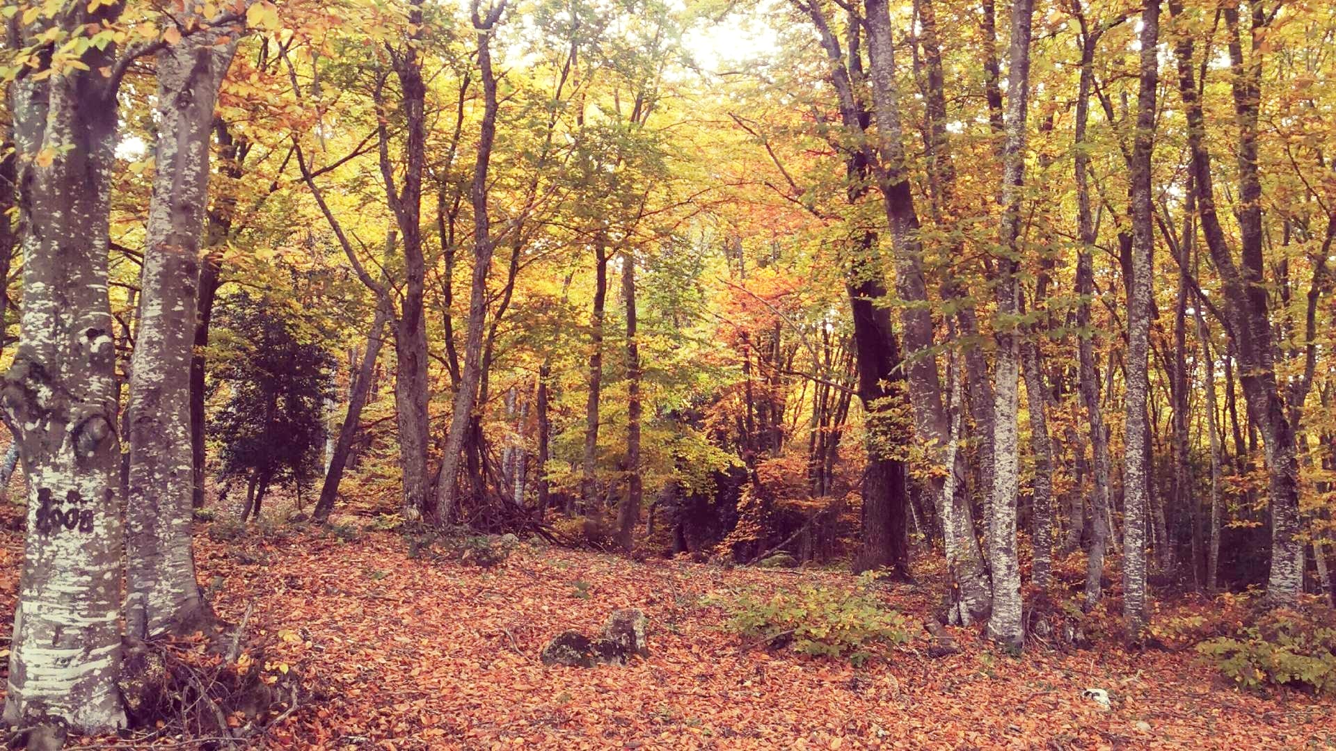 MOUNT PAIKO FOREST