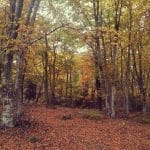 MOUNT PAIKO FOREST